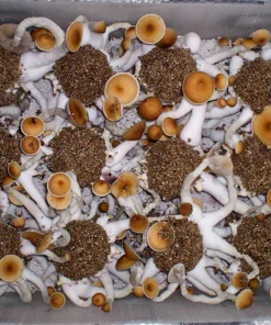 Ultimatives Pilzzucht- und Inkubationsset