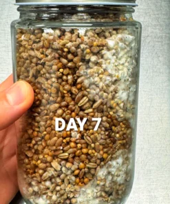 3er-Pack 5-Korn-Glas 32oz – Premium Schnellkolonisierendes Substrat