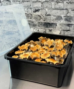 Komplettes Set für große 66-Q-Monotub-Massenbrutaufzucht und -Abdeckung