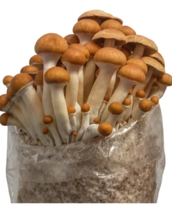 Komplettes XL ALL-IN-ONE Pilzzucht-Set für Holzliebhaber (6LB)