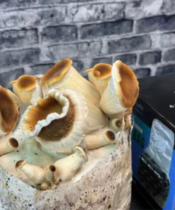 XL All-in-One Pilzzuchtbeutel (6 lbs) für Pilze, die Mist lieben