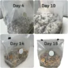 All-in-One Bulk Monobag Kit