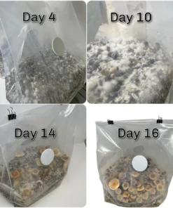 All-in-One Bulk Monobag Kit