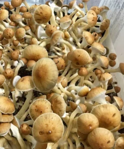 Deluxe-Brutbeutel-Aufzucht- und Deckset