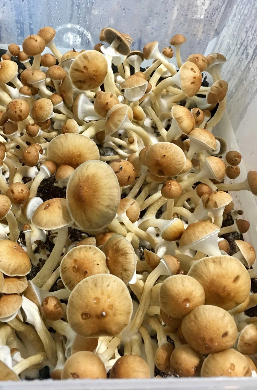 Deluxe-Brutbeutel-Aufzucht- und Deckset