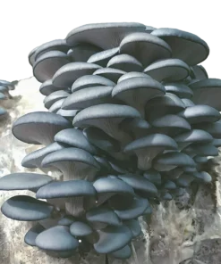 Blue Oyster Mushroom Grow Kit (5lbs)
