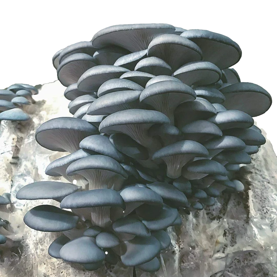 Blue Oyster Mushroom Grow Kit (5lbs)