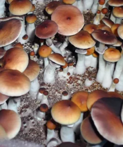 Komplettes 44Q Monotub Bulk Spawn & Cover Kit