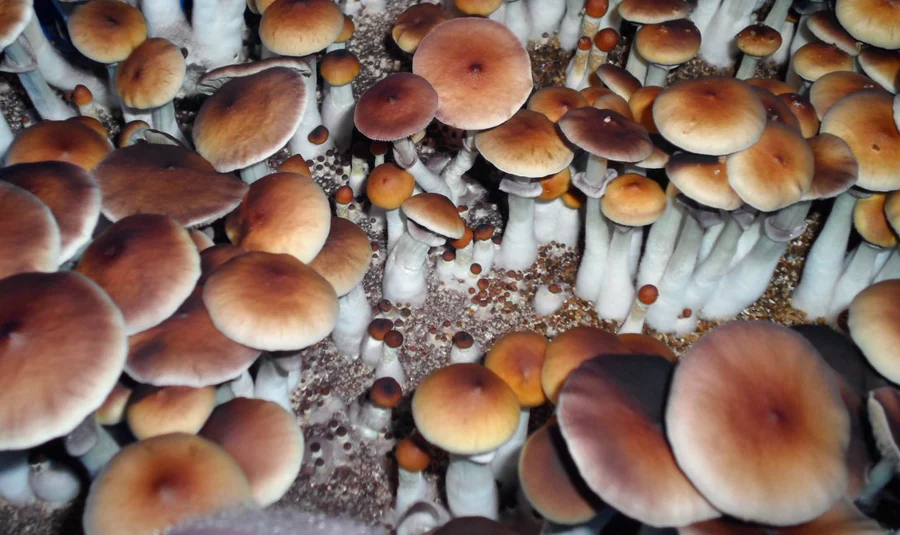 Komplettes 44Q Monotub Bulk Spawn & Cover Kit