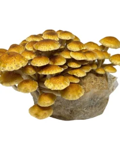 Kastanienpilz-Anzuchtset (5 Pfund)