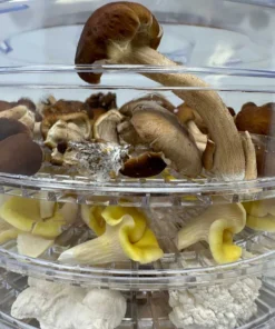 Mycolabs 350W Pilztrockner mit einstellbarer Temperaturregelung