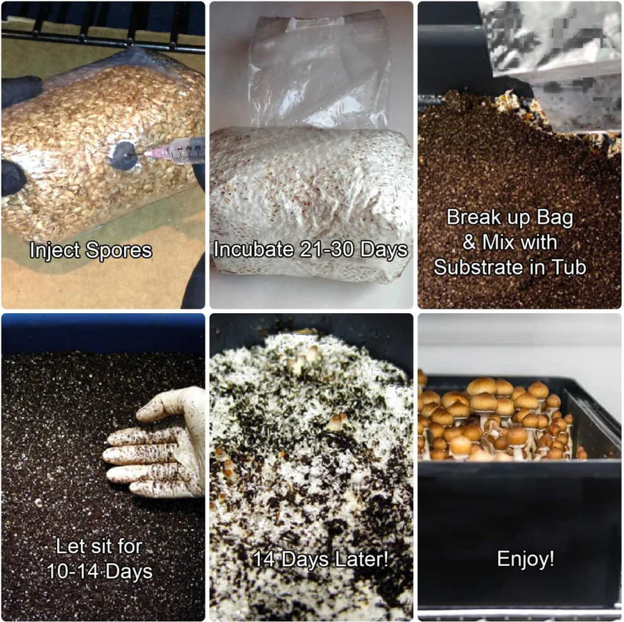Komplettes 44Q Monotub Bulk Spawn & Cover Kit