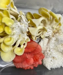 Komplettes XL ALL-IN-ONE Pilzzucht-Set für Holzliebhaber (6LB)