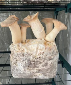 Zuchtset für Königsausternpilze (5 Pfund)