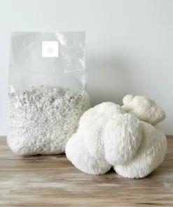 Beutel mit kolonisiertem Getreidebrutmaterial für die kommerzielle Produktion, 3 Pfund (Wählen Sie Ihre Sorte)