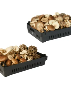 Pilzernte- und Trockentablett