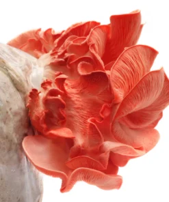 Anzuchtset für rosa Austernpilze (5 Pfund)