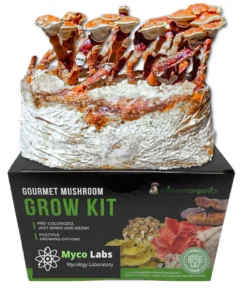 Reishi-Pilzzuchtset (5 Pfund)