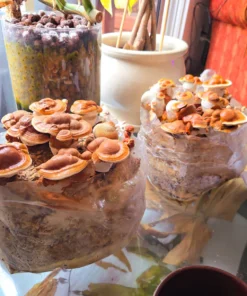 Reishi-Pilzzuchtset (5 Pfund)