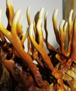 Antler Reishi Pilzzuchtset (5 Pfund)