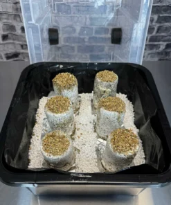 Einfaches Pilzzuchtset PLUS