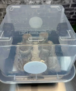 Einfaches Pilzzuchtset PLUS