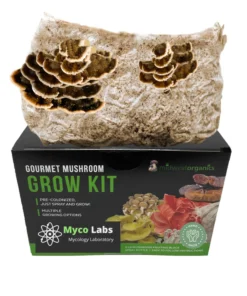 Anzuchtset für Schmetterlings-Trametenpilze (5 Pfund)