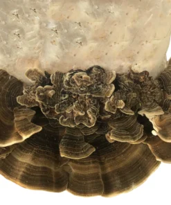 Anzuchtset für Schmetterlings-Trametenpilze (5 Pfund)