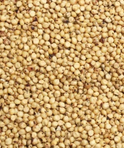 Schüttgut-Weißsorghum (Milo)-Korn