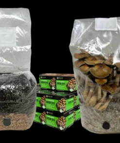 All-in-One-Pilzzuchtbeutel (4 Pfund) für humusliebende Pilze (Karton mit 10 Stück)