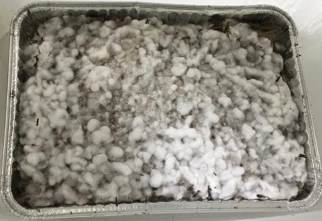 Mist-/Grasliebhaber-Set in Großmenge – Myzelzucht & Abdeckung leicht gemacht