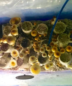 Ultimatives Pilzzucht- und Inkubationsset